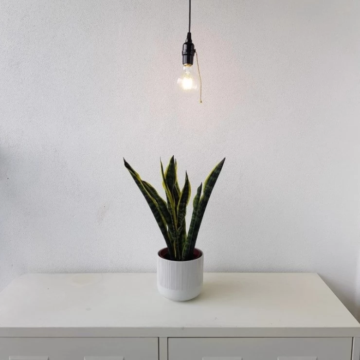 Vintage Indoor Solar Shed Light Single LED Warm White Bulb Compact Lamp