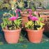 Pink Flamingo Solar Garden Light Ground Stake LED Lawn Decoration 2pcs